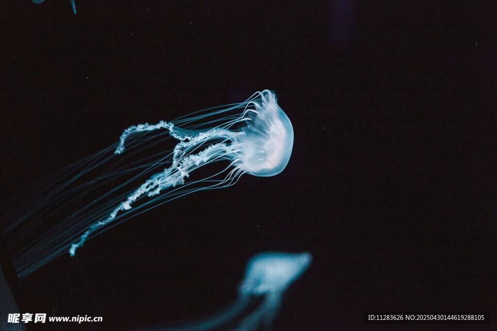 梦幻水母在水中飘逸