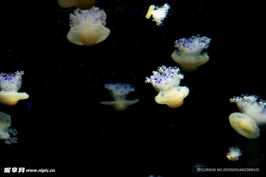 梦幻水母在水中轻盈舞动