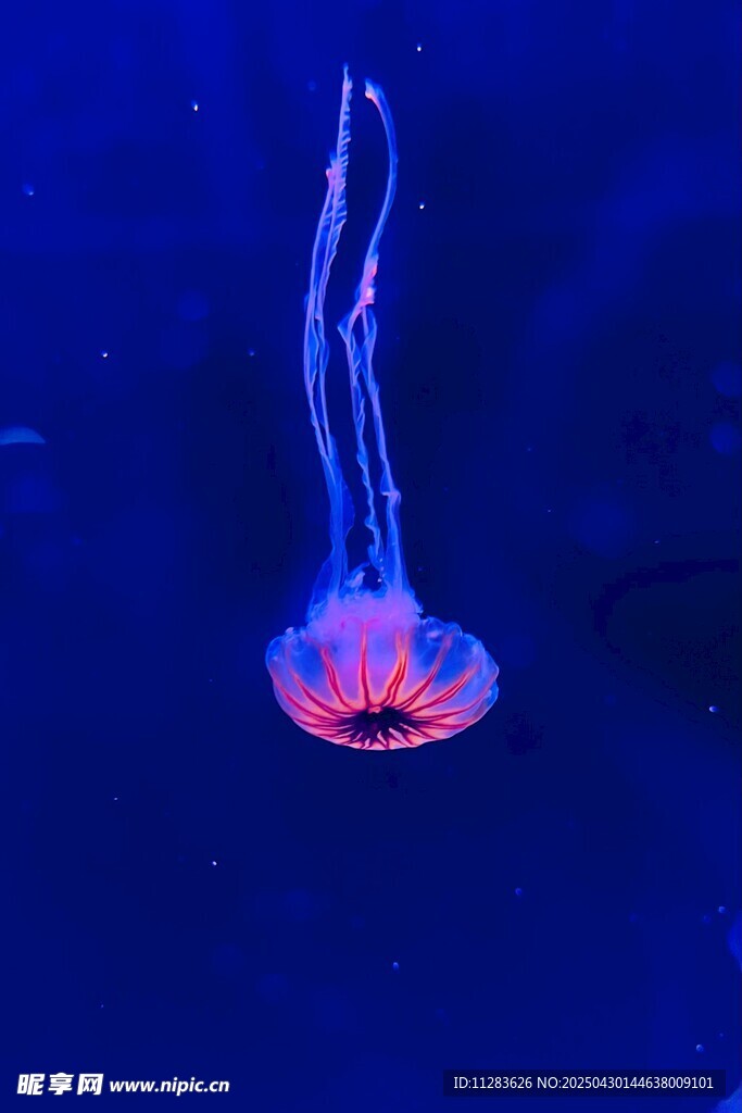 梦幻水母在深海中飘逸