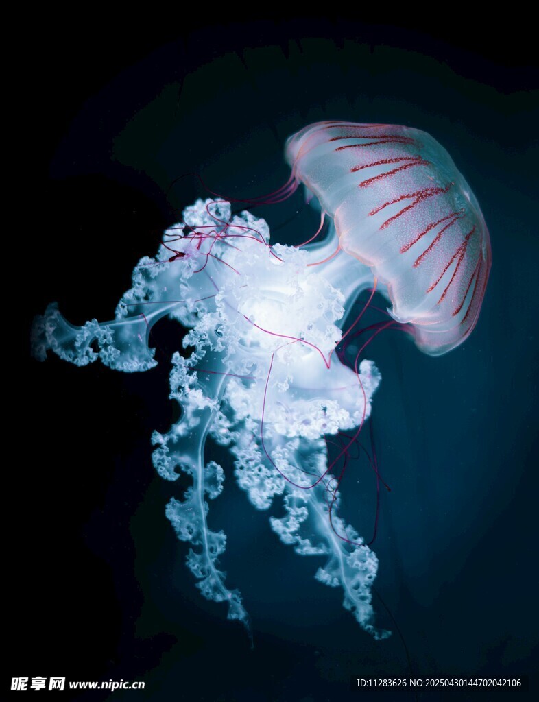 梦幻水母在深海中舞动
