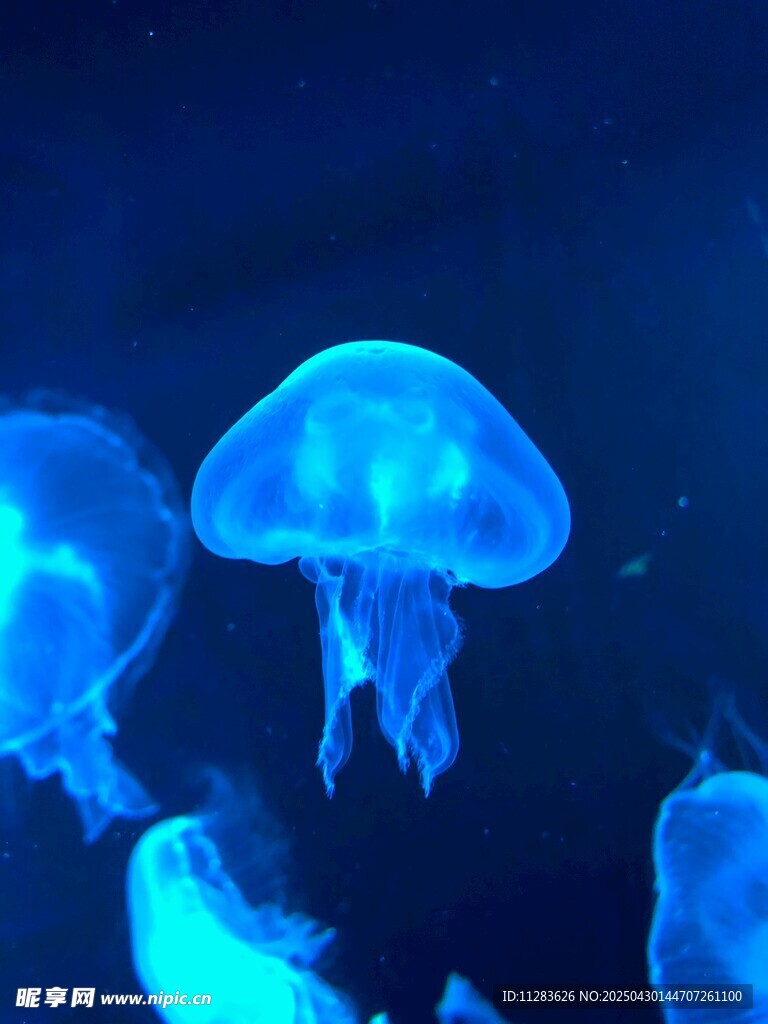梦幻蓝色水母在水中游动