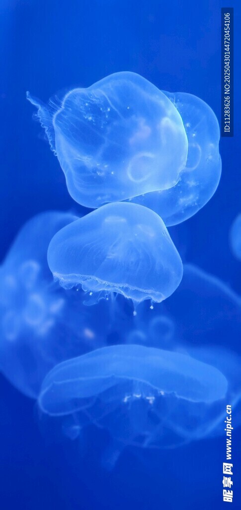 梦幻蓝色水母群