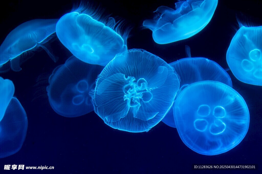 梦幻蓝色水母群