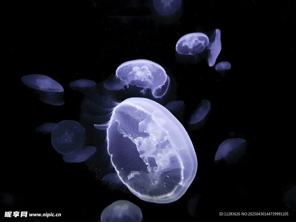 梦幻水母在水中轻盈漂浮