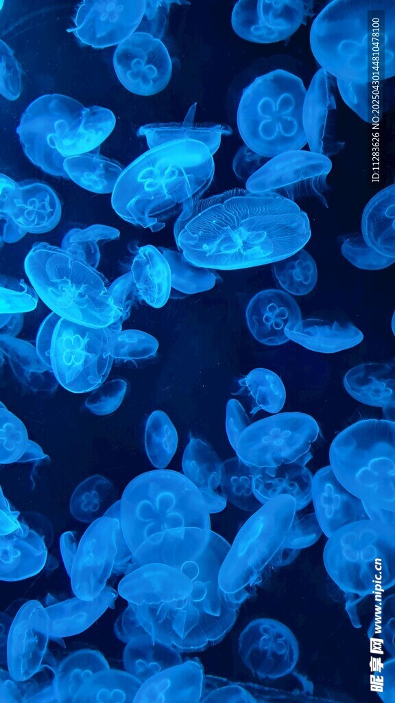 梦幻蓝色水母群