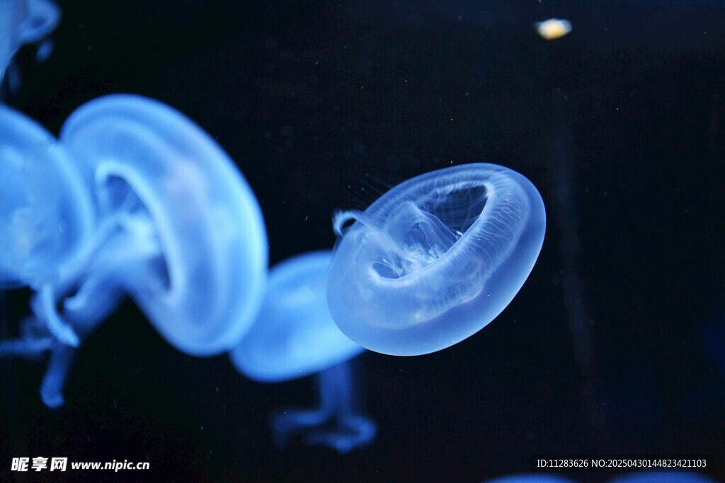 梦幻蓝色水母优雅游动