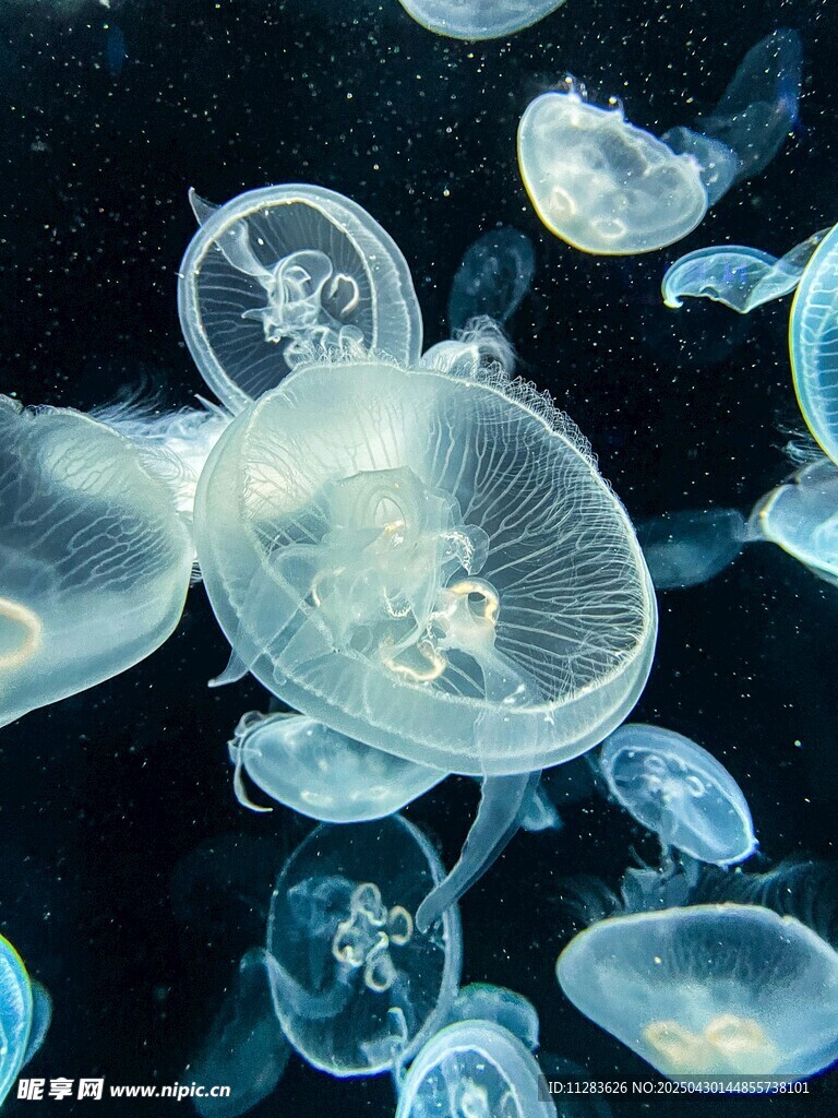 梦幻水母群在水中飘逸