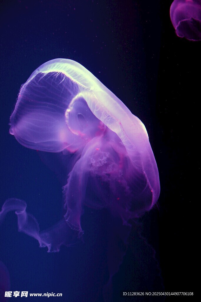 梦幻紫色水母在水中摇曳