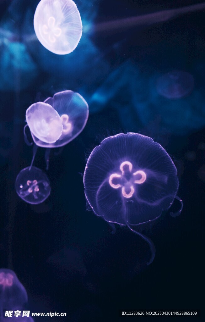 梦幻水母在水中轻盈漂浮