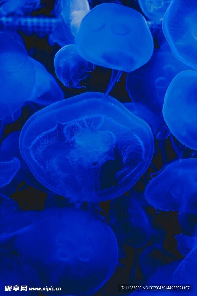 蓝色水母群梦幻景象