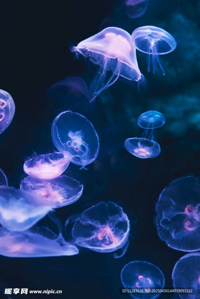 梦幻水母在水中轻盈舞动
