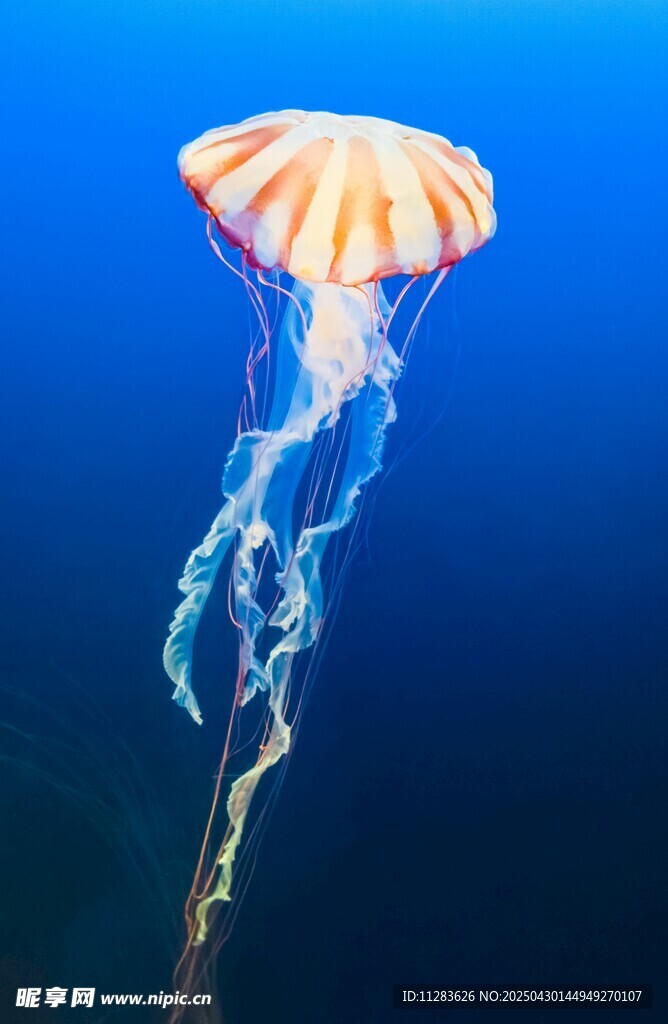 梦幻水母在深海中飘逸