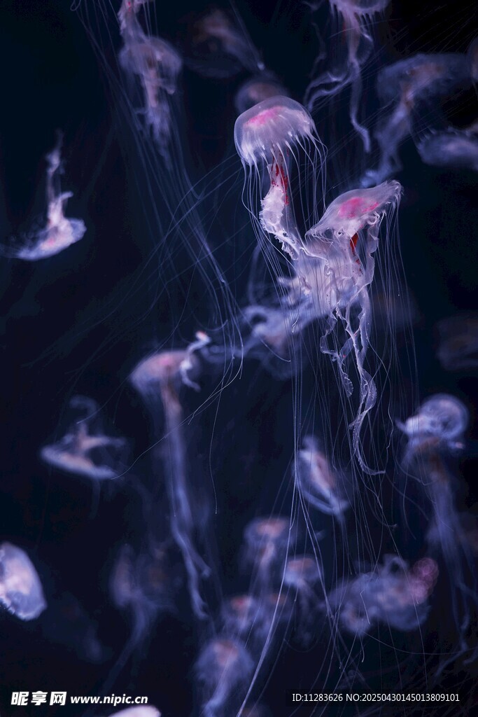 梦幻水母在水中轻盈舞动