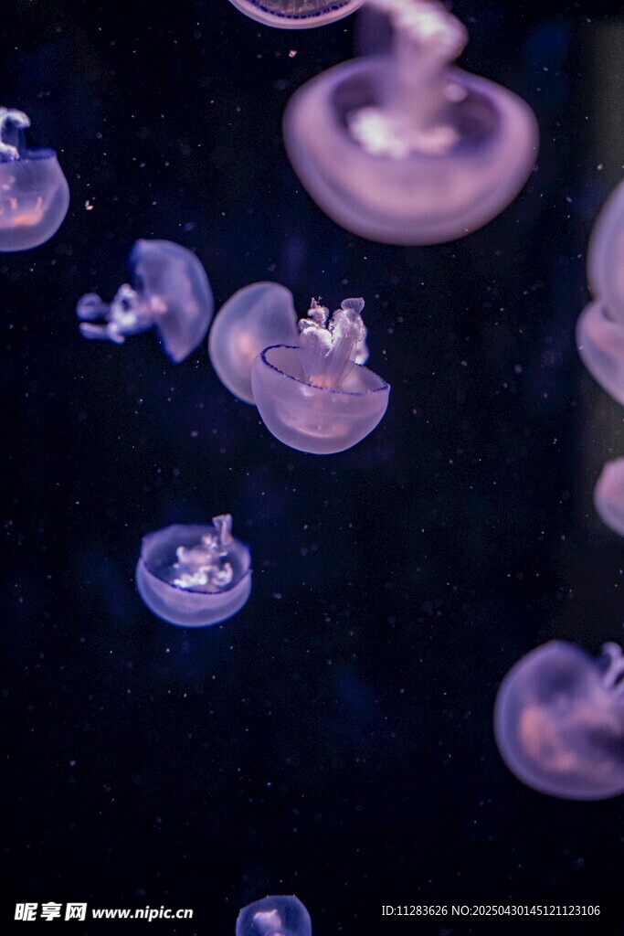 梦幻紫色水母水中漂浮
