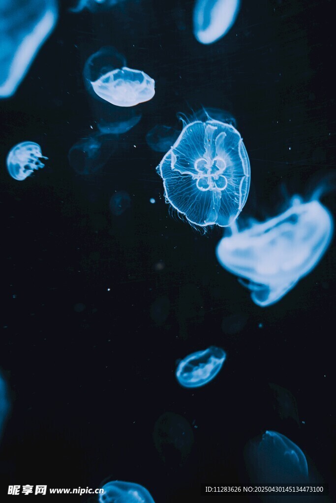 梦幻蓝色水母在水中游动