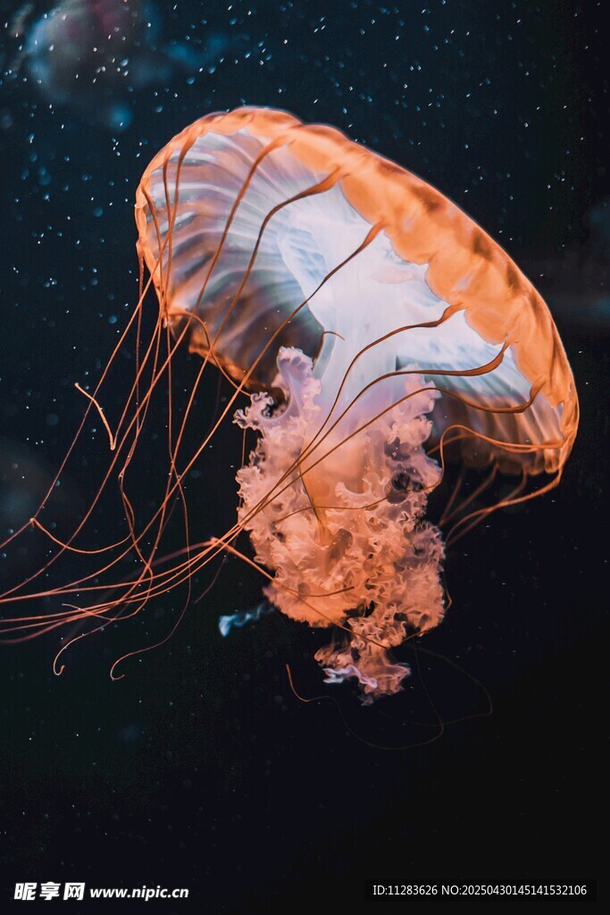梦幻橙色水母在水中游动