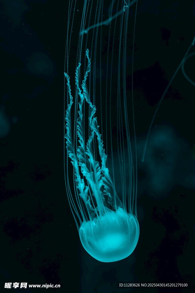 梦幻蓝水母在水中飘逸