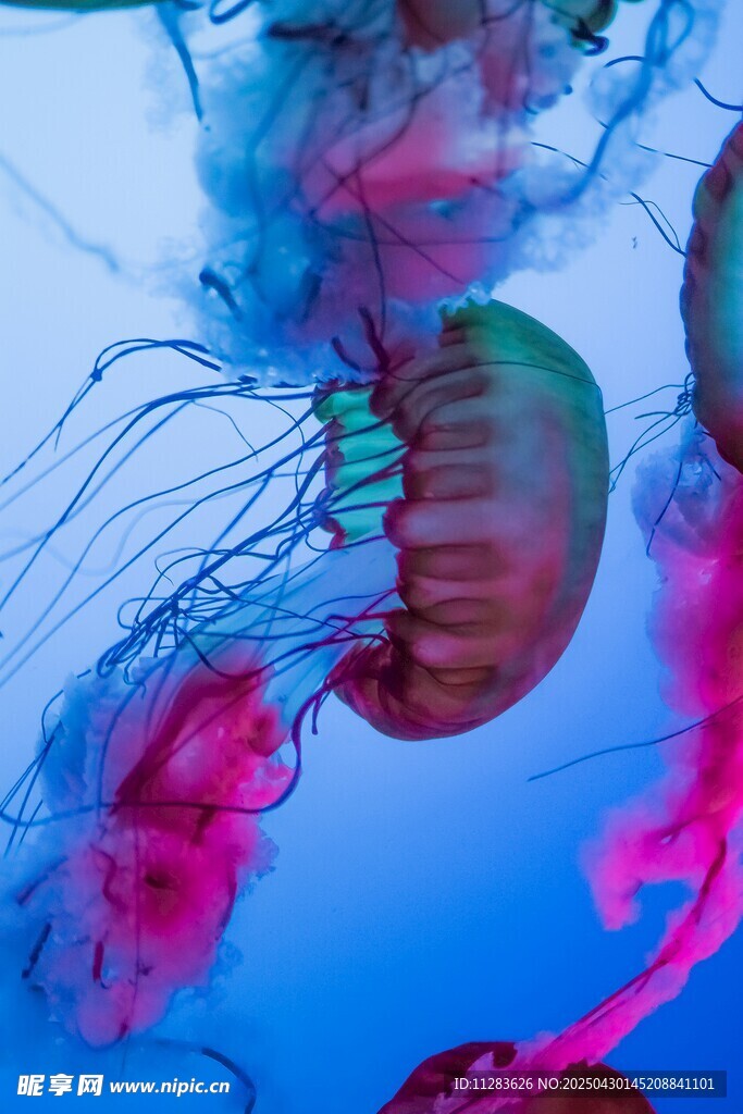 梦幻水母在水中飘逸