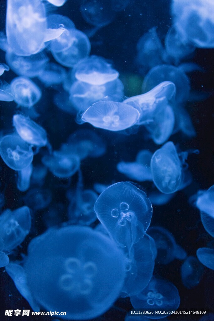 梦幻蓝色水母群