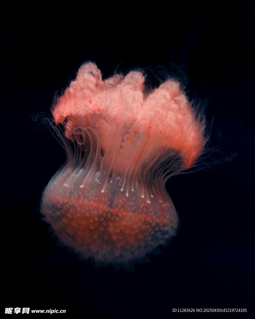 梦幻粉色水母绽放深海