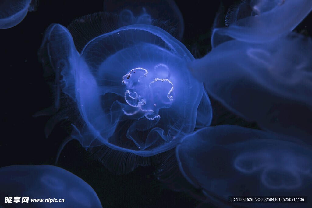 梦幻蓝色水母绽放瞬间
