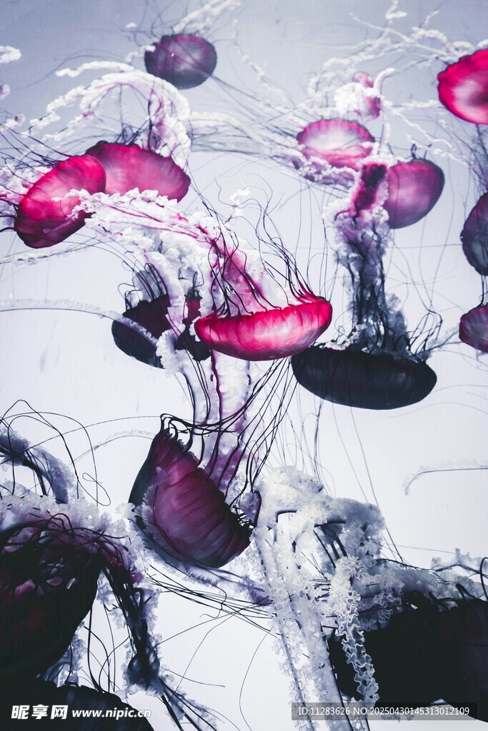 梦幻紫水母在水中飘逸