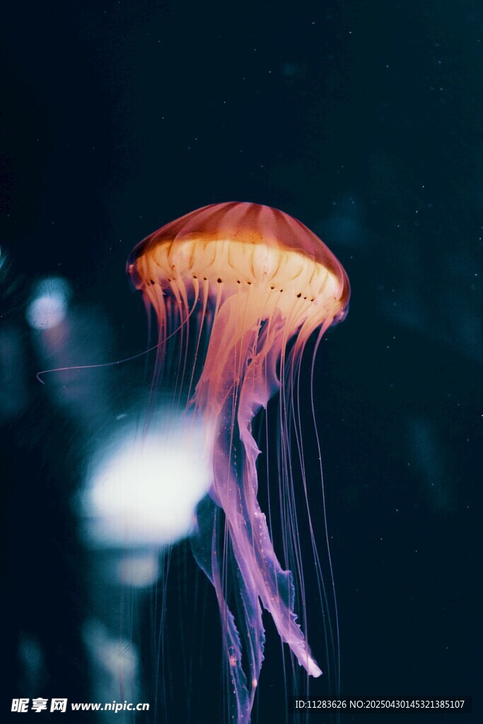 发光水母在水中优雅游动