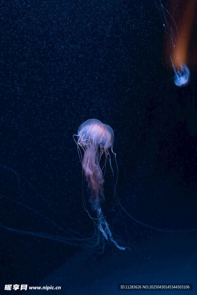 深海中的梦幻水母