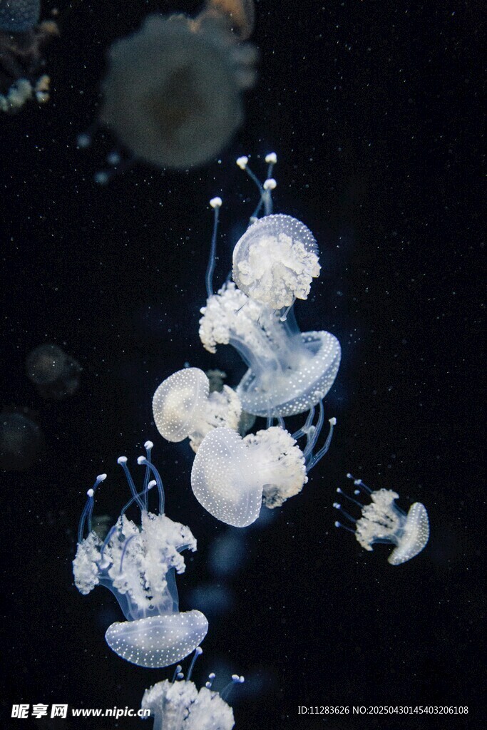 梦幻水母在水中优雅游动