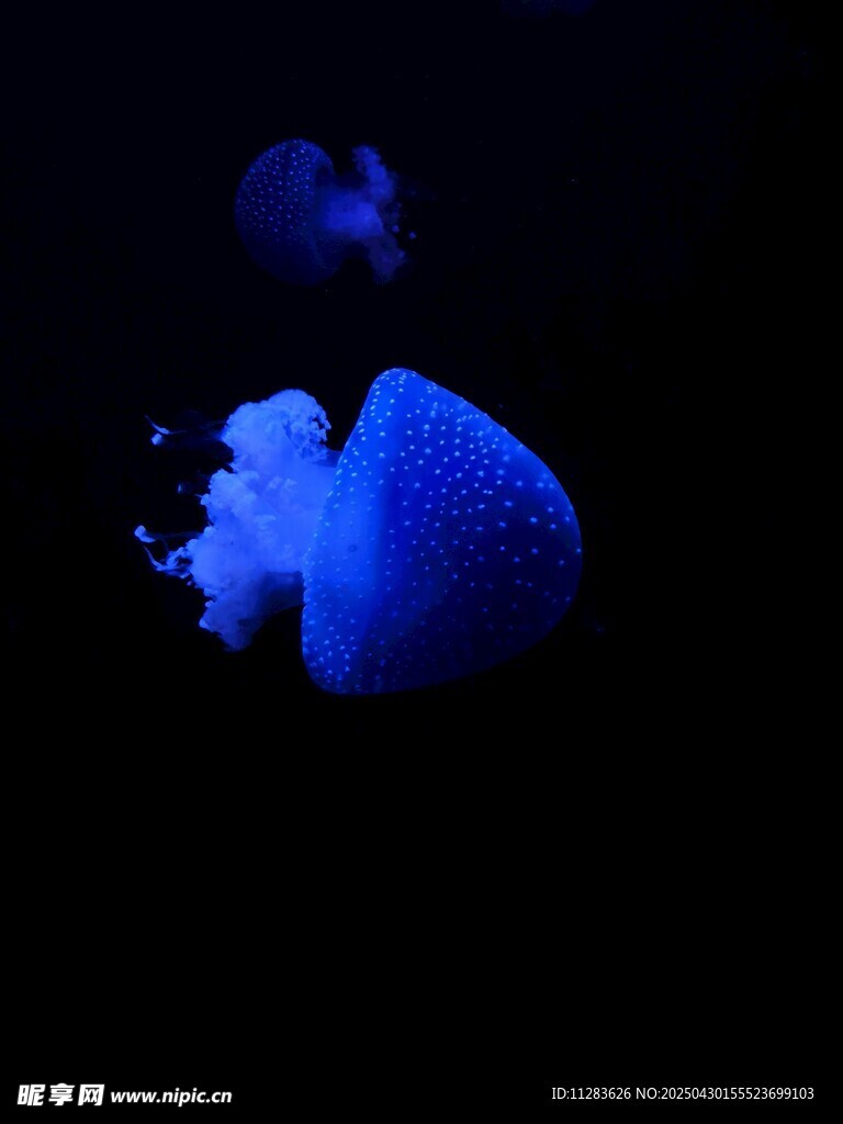 梦幻蓝色水母在黑暗中游动