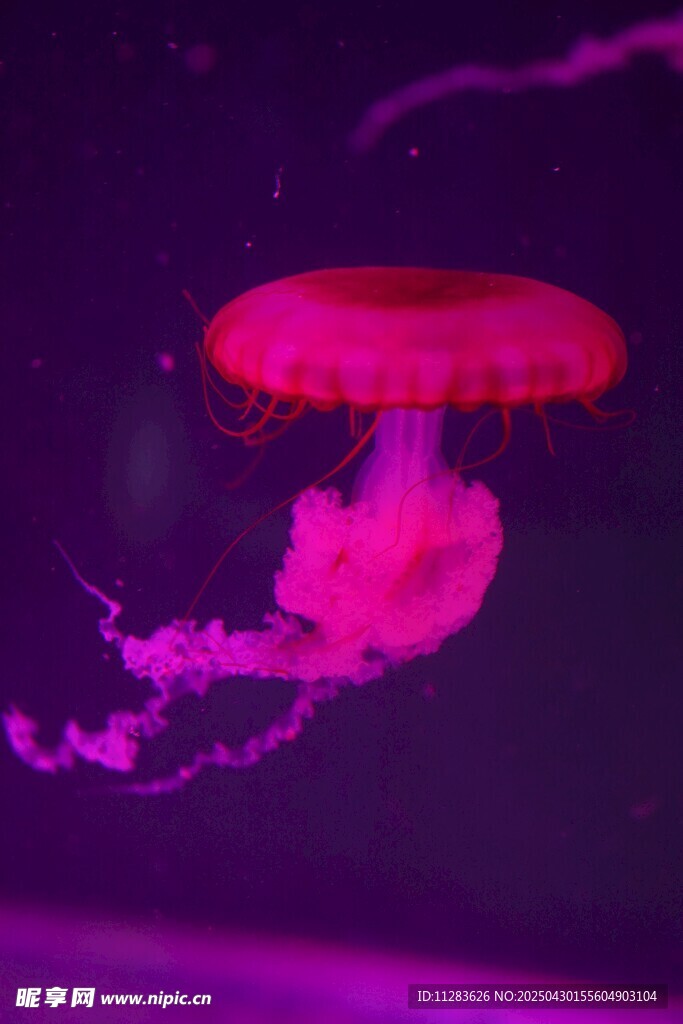 梦幻粉色水母在水中游动