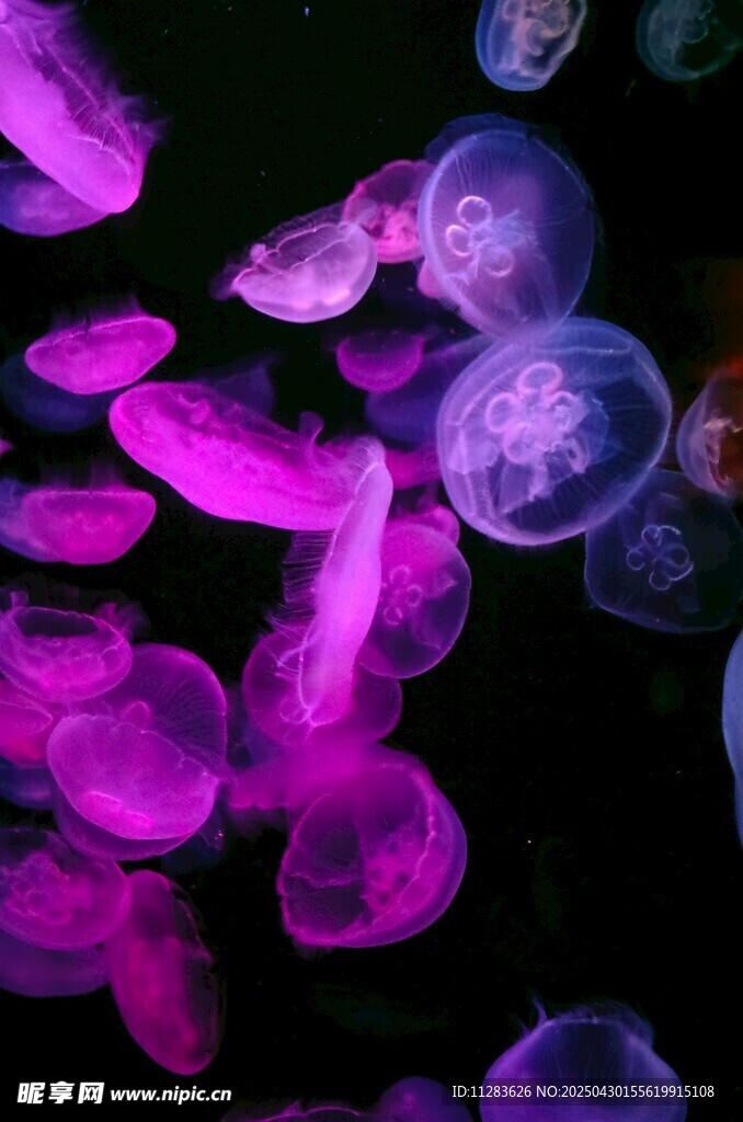 梦幻紫色水母在水中游动