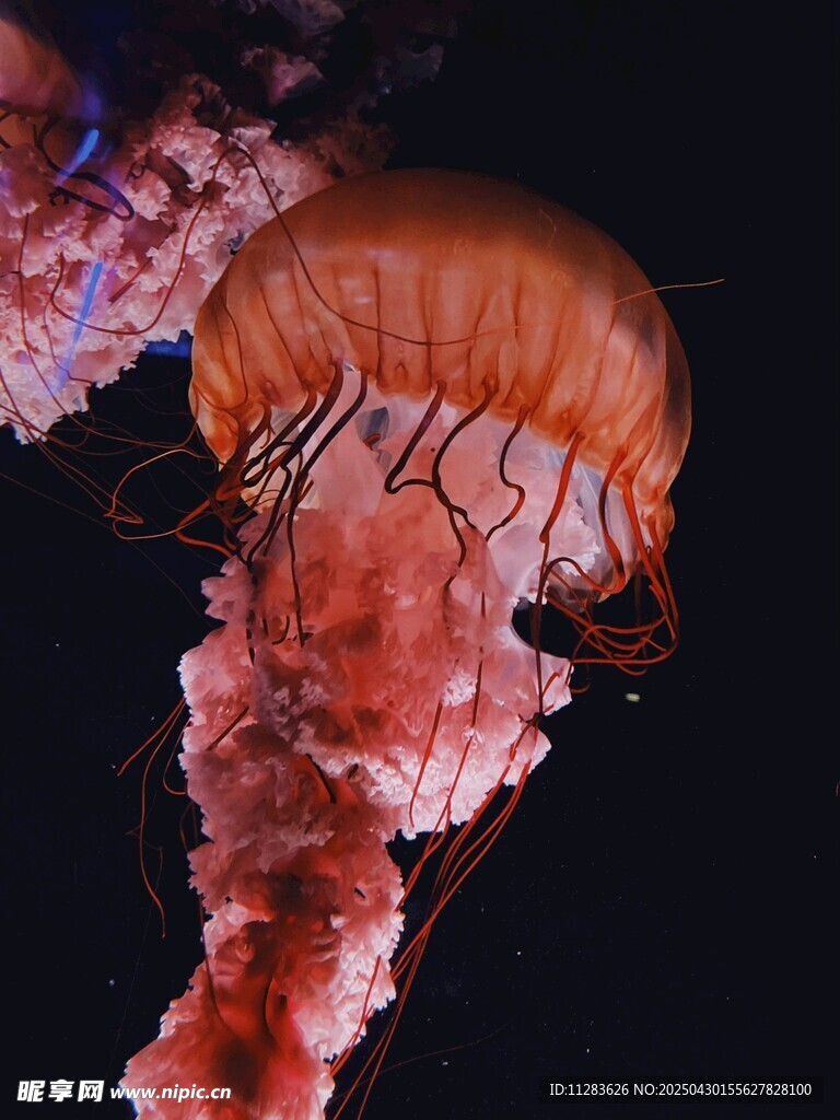 梦幻水母绽放绚丽色彩