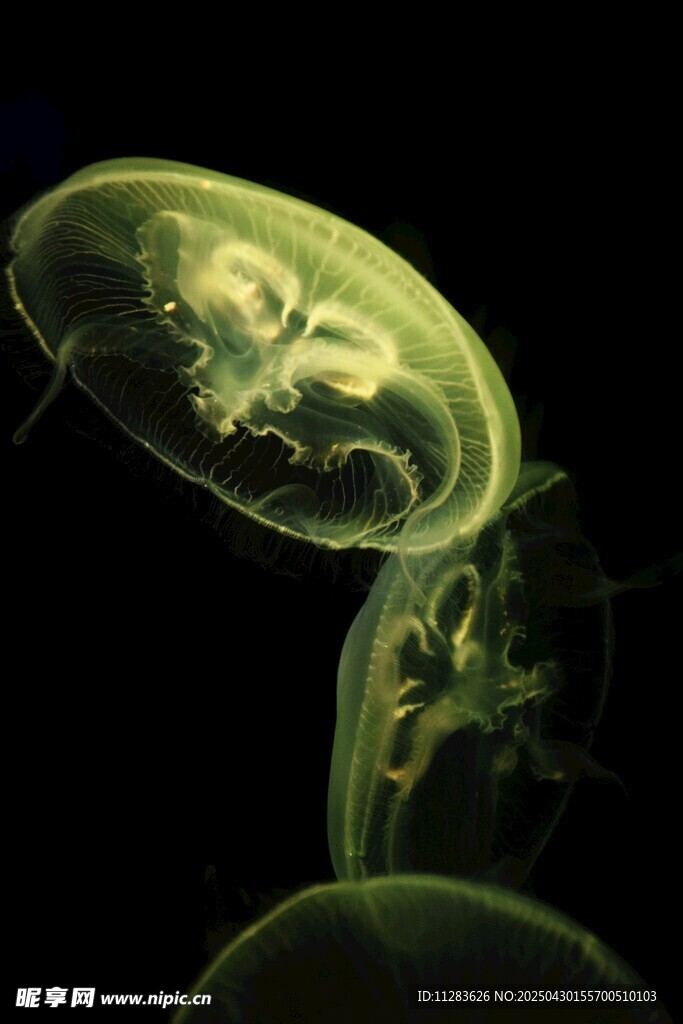 梦幻绿色水母优雅游动