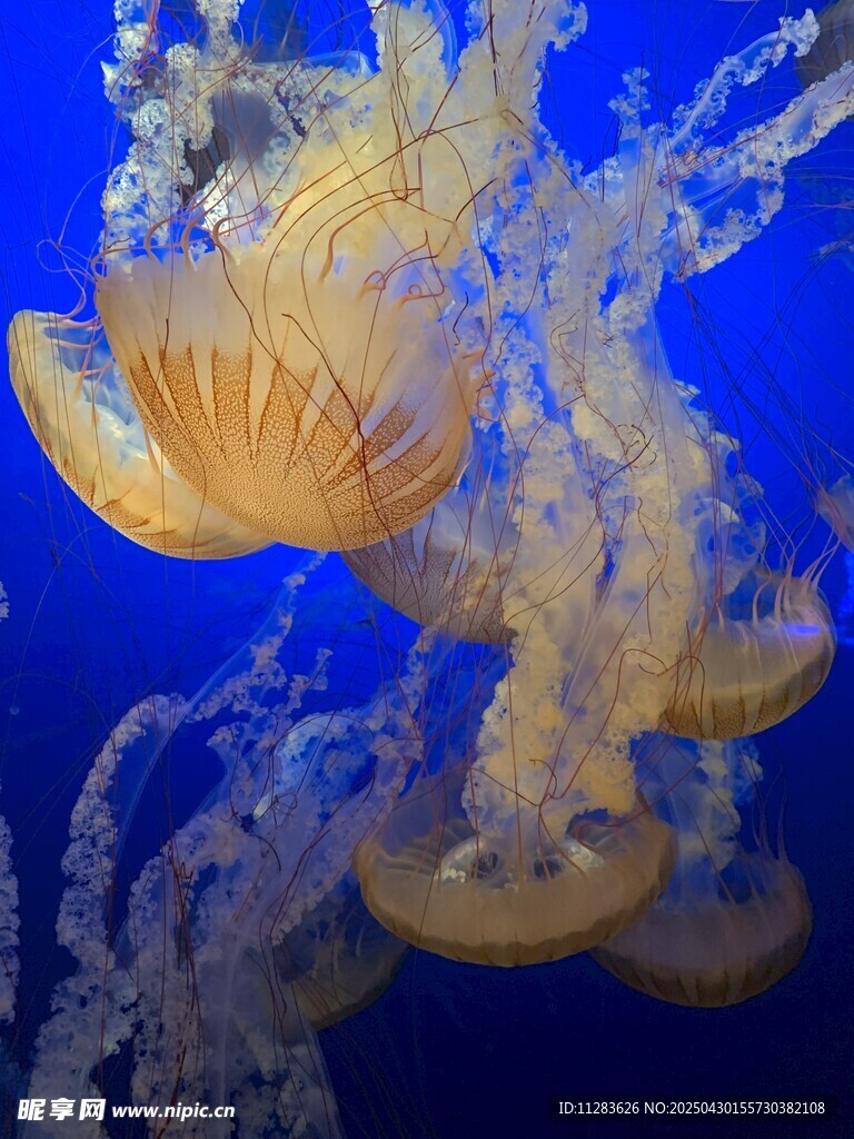 梦幻水母在深海中游动