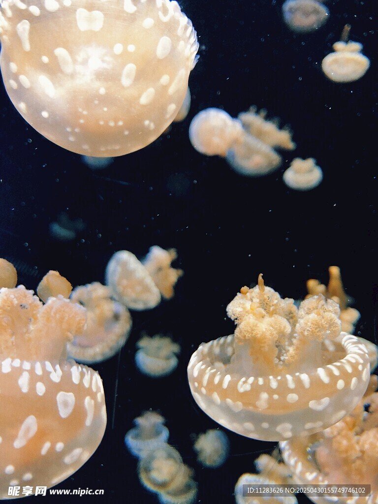 梦幻水母在水中悠然游动