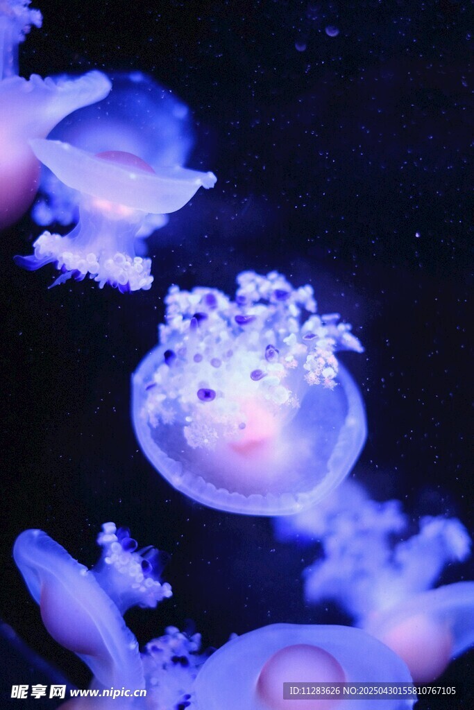 梦幻水母在水中悠然游动