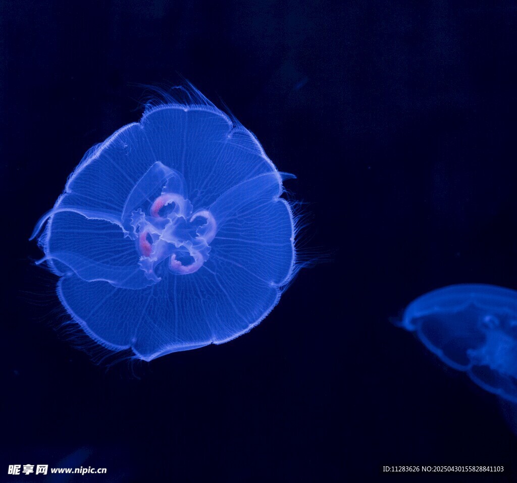 梦幻蓝色水母