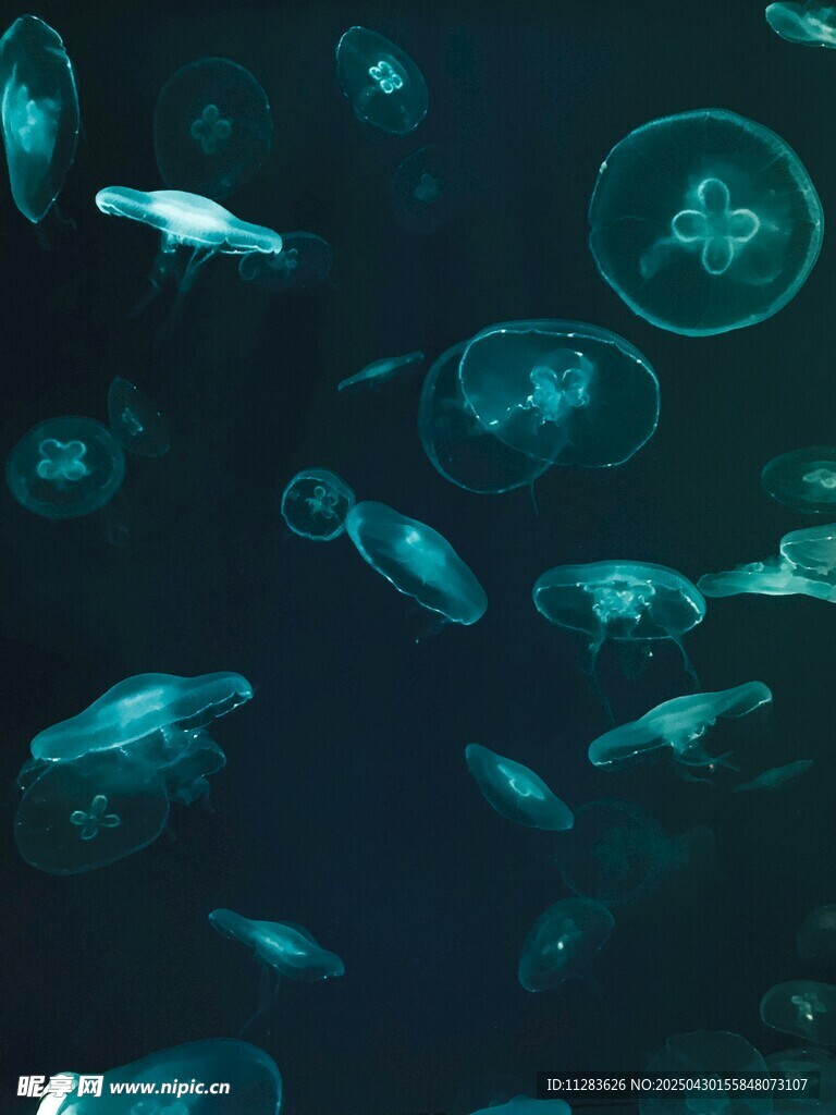梦幻水母在深海中游动