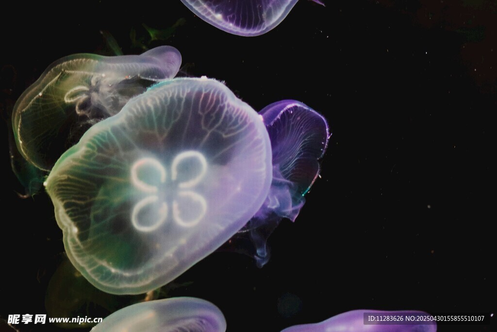 梦幻水母在水中轻盈舞动