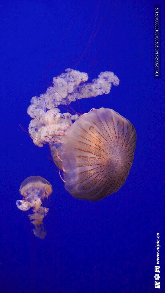 梦幻水母在蓝色海洋中游弋