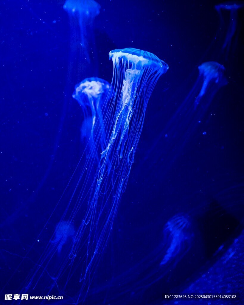 梦幻蓝色水母在水中摇曳