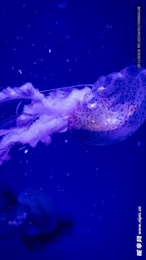 梦幻水母在深海中飘逸