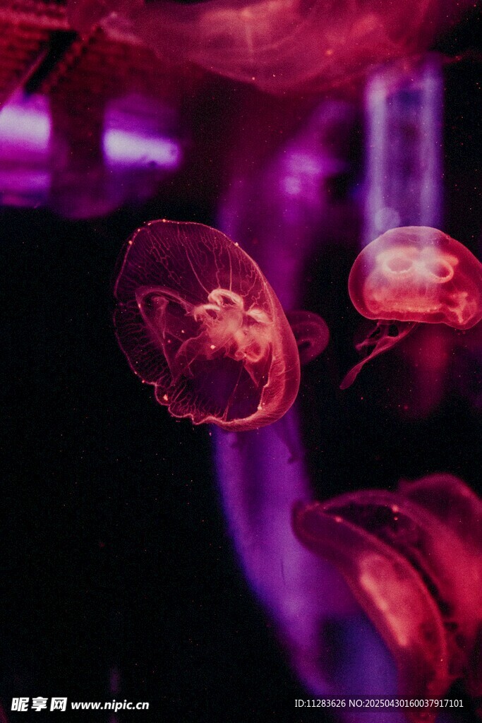 梦幻紫色水母灵动画面