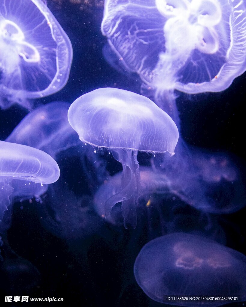梦幻紫色水母群