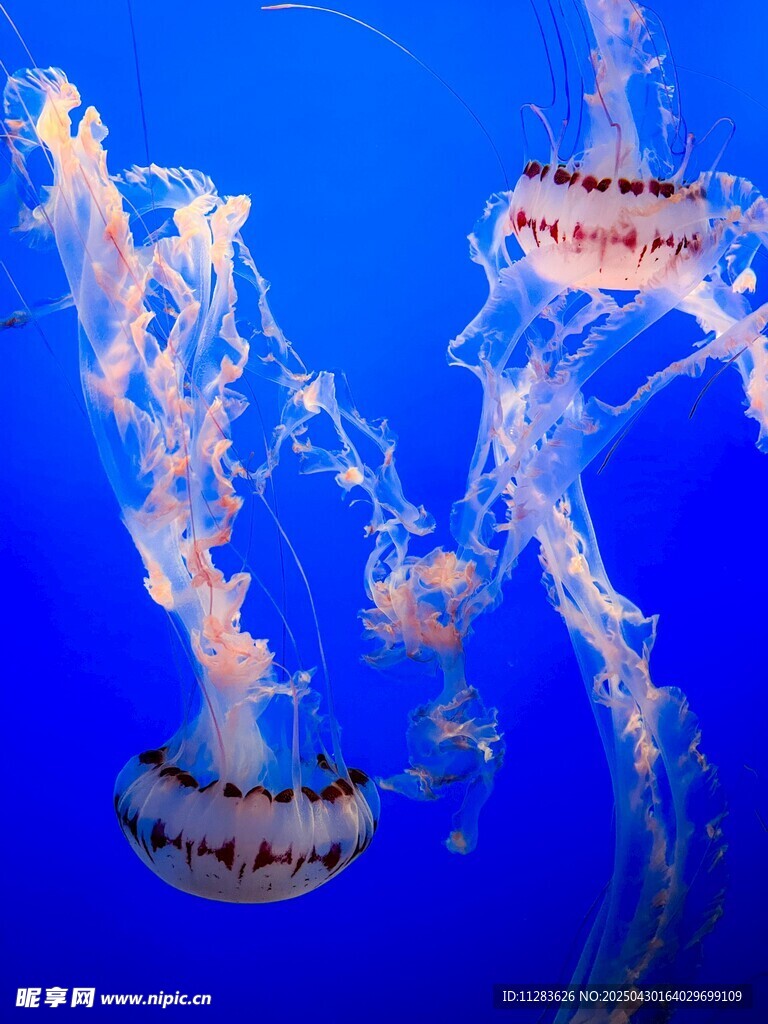 梦幻水母在蓝色海洋中游弋