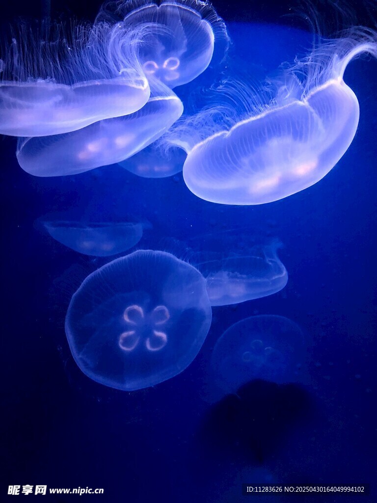 梦幻水母在深海中游动