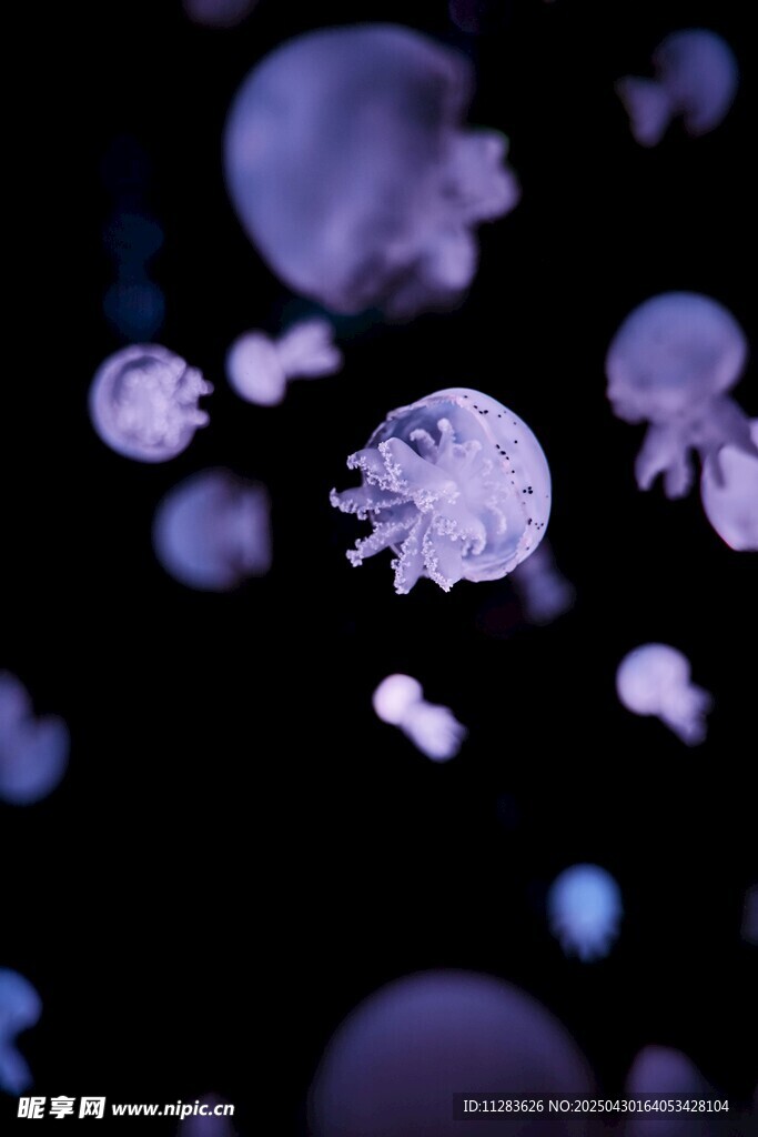 梦幻紫色水母在水中游动