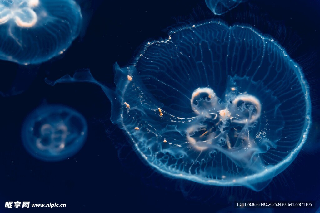 梦幻蓝色水母特写