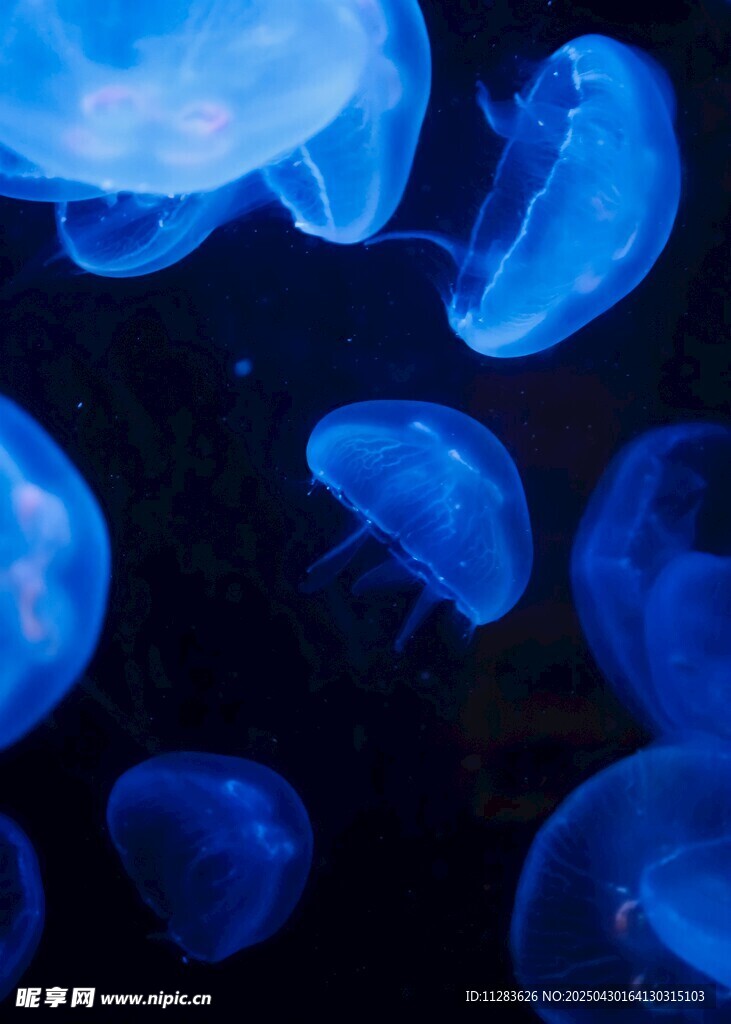 梦幻蓝色水母群